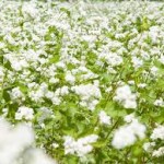 そばの花