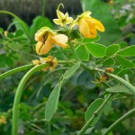 はぶの花画像