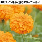 マリーゴールド画像